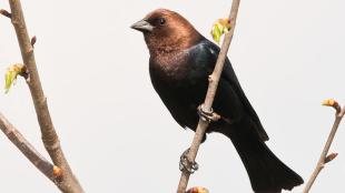 Brown-headed Cowbird perched on branch, feathers shining in the sunshine
