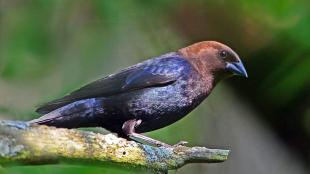 Brown-headed Cowbird seen in right profile with its feathers shining in the sun, its head a bronze color, and body an iridescent black.
