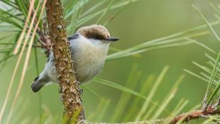 A small short-tailed bird with a buff-colored body, brown feathers atop its head, and a black beak sits perched in a pine tree.
