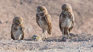 Four Burrowing Owls standing on light grayish brown soil, one owl poking its head out from the burrow in the ground.