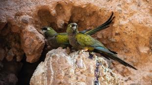 A pair of Burrowing Parakeets perched at the entrance of their nest opening on a cliff side