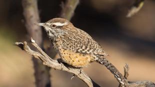 Cactus Wren in sunshine perched on dried branch.