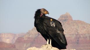 California Condor with tracking number
