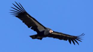 California Condor in flight, its wide wings outstretched against a clear blue sky