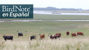 Cattle grazing in Uruguayan pastureland near a wetland. "BirdNote en Español" appears in the top right corner. 