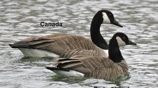 Canada and Cackling Goose comparison