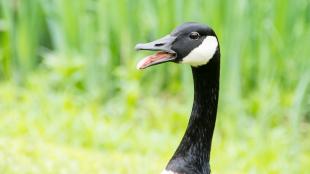 A Canada Goose, beak open, stands in profile against a grassy background