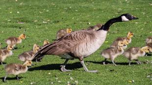 An adult Canada Goose walks across a sunlit grassy area, with a dozen goslings walking along with it