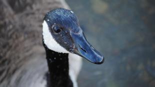 Close view of Canada Goose, rain drops glistening on it's shiny black bill and smoothly feathered head.