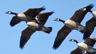 Migratory Canada Geese pairs