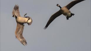 Canada Geese in flight, one of them "whiffling" with its body turned up to the sky