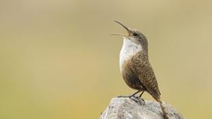 A Canyon Wren singing, perched on a rock. The Canyon Wren is seen in left profile, head tilted back with its long slender black open. The body is brown with darker brown spots/stripes, and its breast and throat are white.