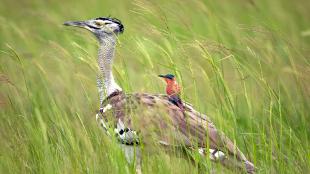 A Kori Bustard strides through tall green grass with a small Carmine Bee-eater riding along on its back.