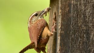 Carolina Wren perched at opening of nest box, returning with food for new hatchlings