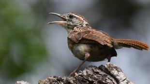 A small brown bird with a white "eyebrow" streak and its beak open stands on a stump.