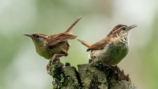 A pair of Carolina Wrens perched on a stump, one bird facing left, the other facing right and singing. Their wings, back, and head are warm brown and their bodies a soft buff color. 