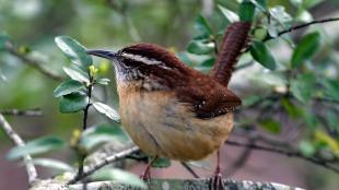 Carolina Wren facing forward, its head turned to its right and displaying horizontal white stripe above its eye