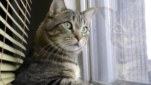 An indoor tabby cat with green eyes has paw on windowsill as it looks out the window with great interest 