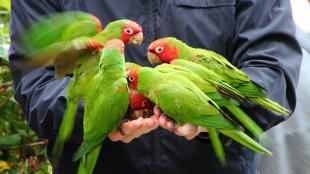 Cinco cotorros cabeza roja comiendo de las manos de un humano