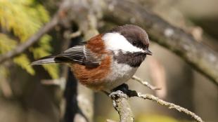 Chestnut-backed Chickadee perched on a branch in sunshine