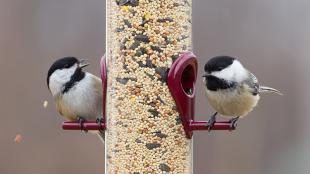 Black-capped Chickadees perched at either side of a full bird feeder