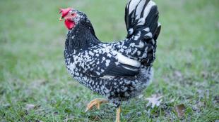 A black-and-white feathered chicken struts across grass toward the viewers' left.