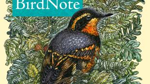 BirdNote logo, an illustration of Varied Thrush against greenery with the word BirdNote on a blue bar 