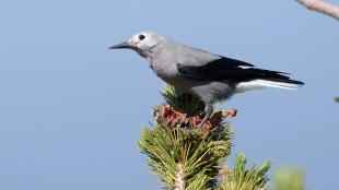 A Clark's Nutcracker bird perched atop a vertical branch of Whitebark Pine