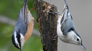 Red-breasted Nuthatch and White-breasted Nuthatch