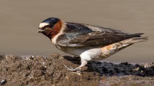 Cliff Swallow at a mud puddle