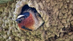 A Cliff Swallow peeking out of its mud nest