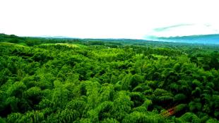 A wide view from above of a rainforest in Colombia, vivid green tree tops stretching to the horizon of hills and clouds