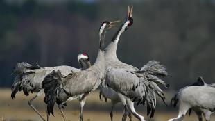 Grey-feathered Common Cranes standing in a field - some have their black and white heads raised and their beaks open.