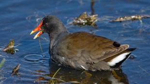 A dark-colored waterbird with a bright orange beak paddles about shallow water