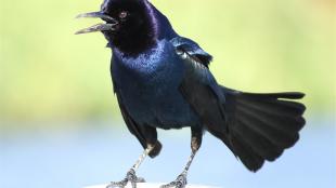 A Common Grackle perched in sunlight, looking to its right, the black plumage showing iridescent dark blue on the breast and purple on the head. The grackle's beak is open as it calls, and its tail is fanned out.