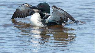 A Common Loon with its wings outstretched as it floats on the water. The Common Loon has a white breast, black throat and dark green head with red eyes.