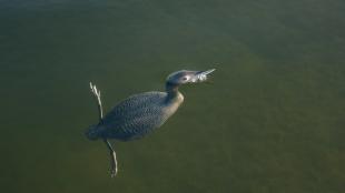 A Common Loon, with just its head breaking the surface of the water as its long legs propel its body underwater