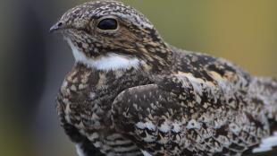Common Nighthawk