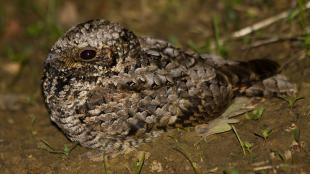 Common Poorwill, male