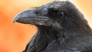 A Common Raven in profile against a diffuse orange background. 