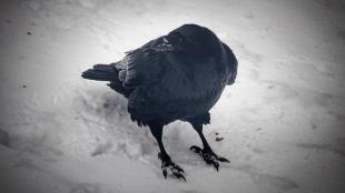 Common Raven in snow