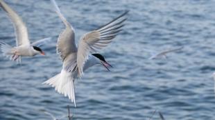 Common Terns, grey wings poised as they land with blue waters off Gull Island in the background 