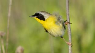 A male Common Yellowthroat clasping a vertical branch and looking to his right. His black mask and bright yellow throat and breast are sunlit.