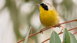 Male Common Yellowthroat, showing its yellow breast and throat, and black "mask" across its eyes and cheeks 