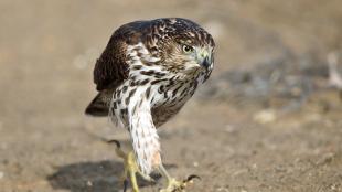 Juvenile Cooper's Hawk striding purposefully across a sandy patch of dirt