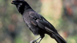 Alala "Hawaiian Crow" Corvus Hawaiiensis