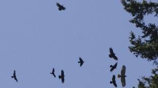 American Crows mobbing a raptor