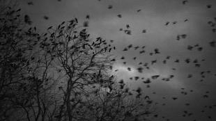 American Crow roost