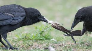 Dos cuervos jugando con una pluma