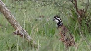 A quail standing in a grassy field, with its black-and-white striped head and brown patterned body feathers visible.